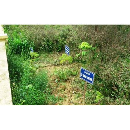 Lắp camera để "lôi" bệnh nhân từ trạm y tế xã về nhà?